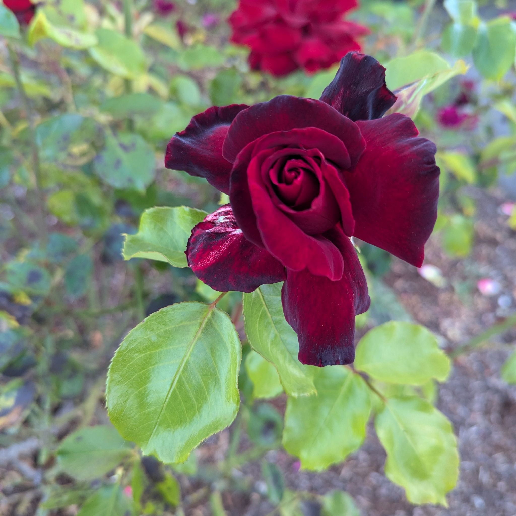 @BackupDigitfern avatar