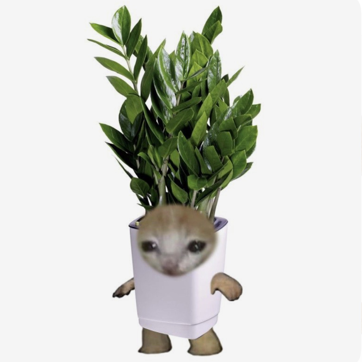 @swaggylesbo avatar