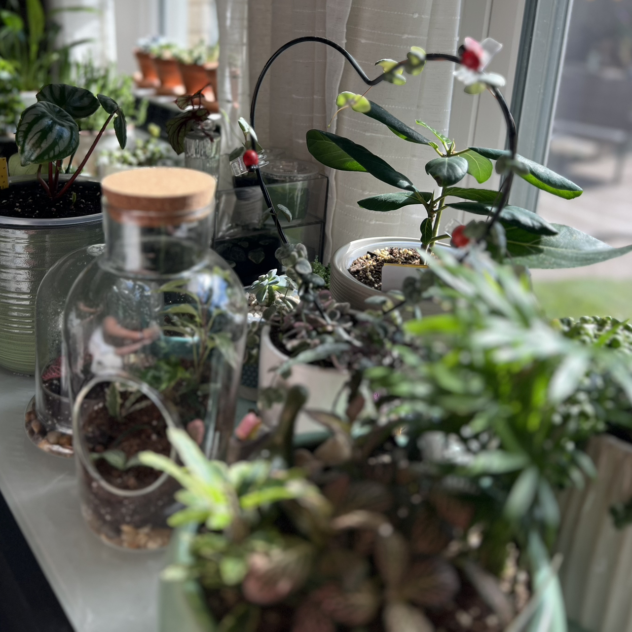 Avatar for @PlantHaus on Greg, the plant care app