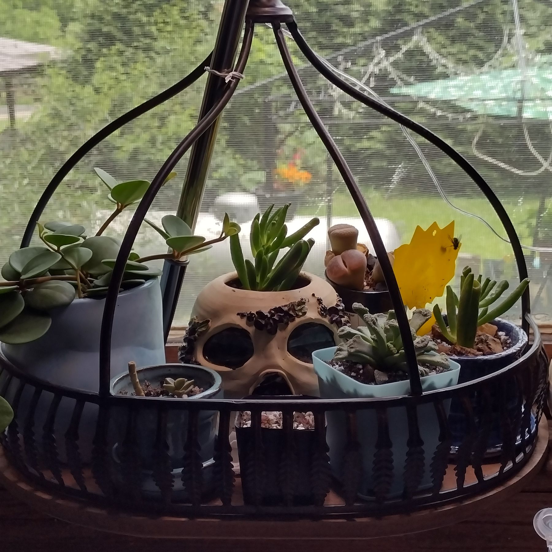Avatar for @ToughCanecactus on Greg, the plant care app