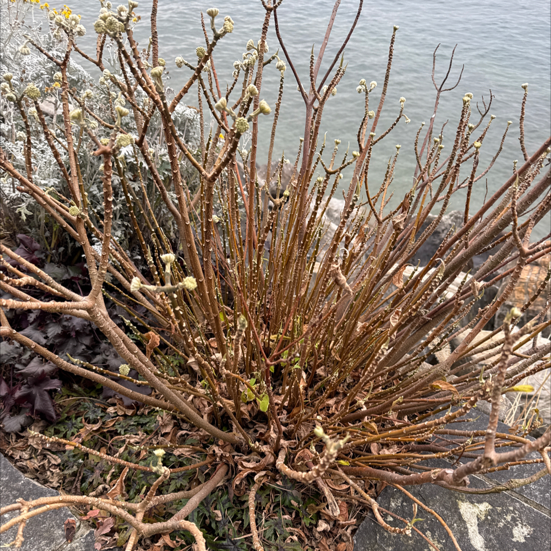 Avatar for @GodlyWoodnettle on Greg, the plant care app