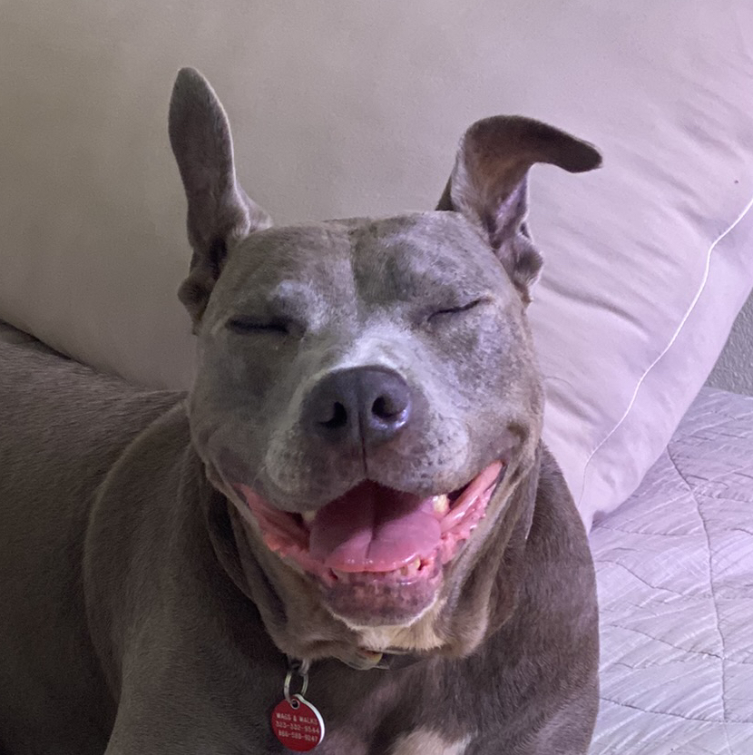 @AlliesTerrarium avatar