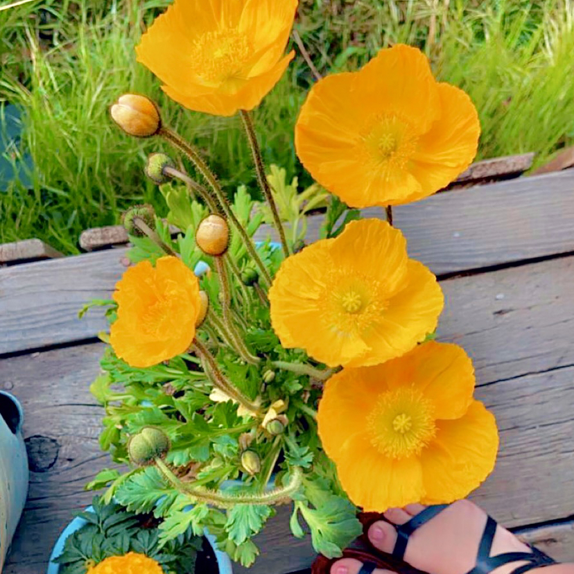 @Crazyplantladyaddie avatar