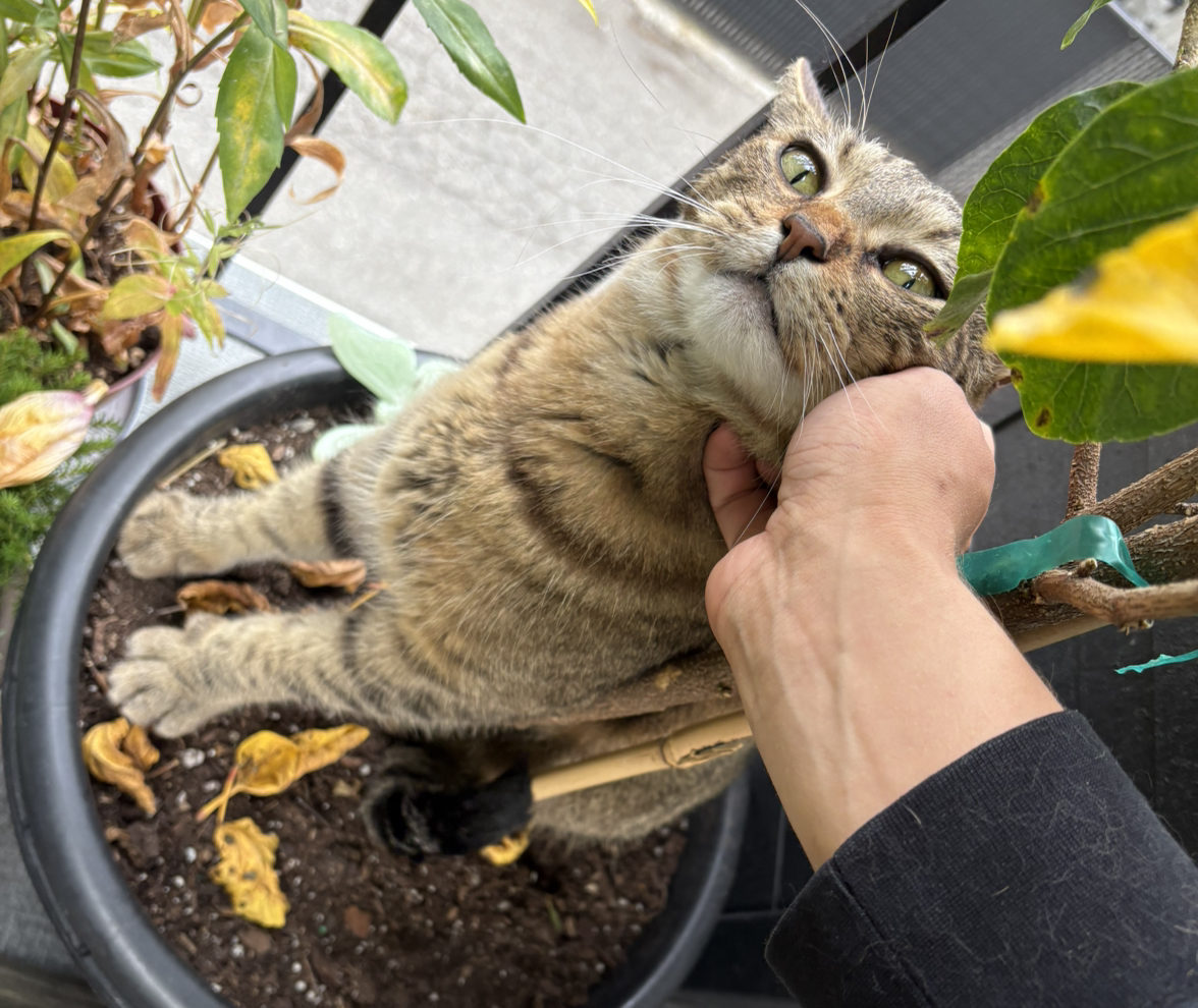 Avatar for @LordDouglasfir on Greg, the plant care app