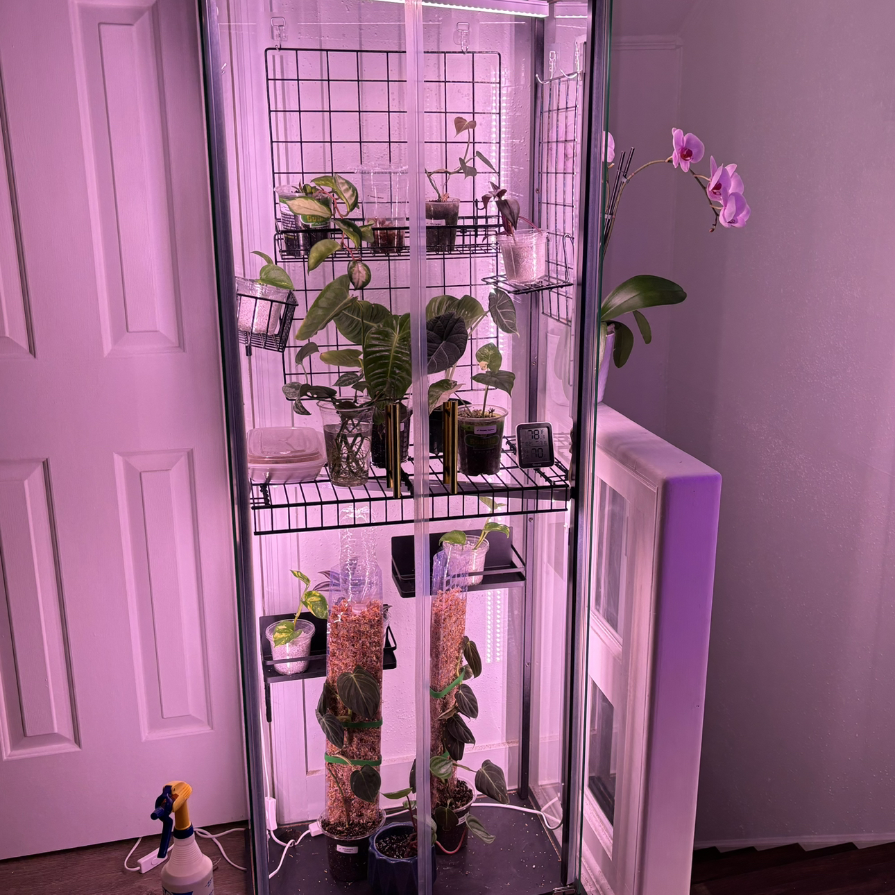Avatar for @Amariebram on Greg, the plant care app