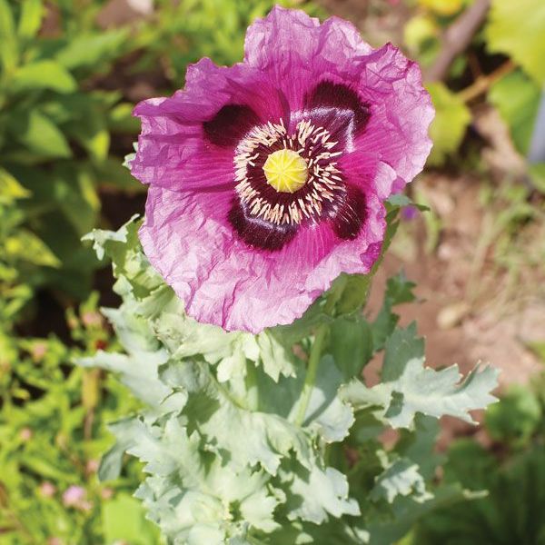 Avatar for @PrinceAllotropa on Greg, the plant care app