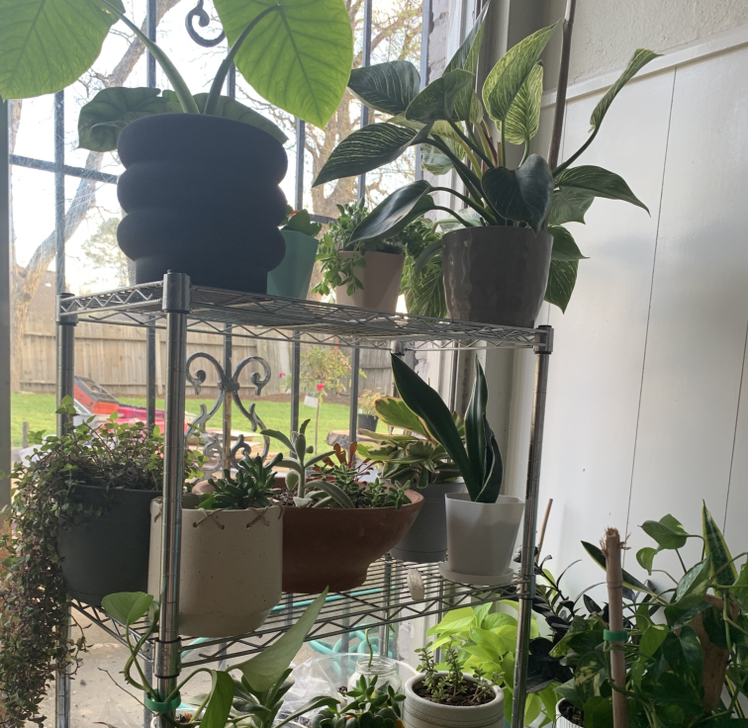 Avatar for @AwaitedEmerald on Greg, the plant care app