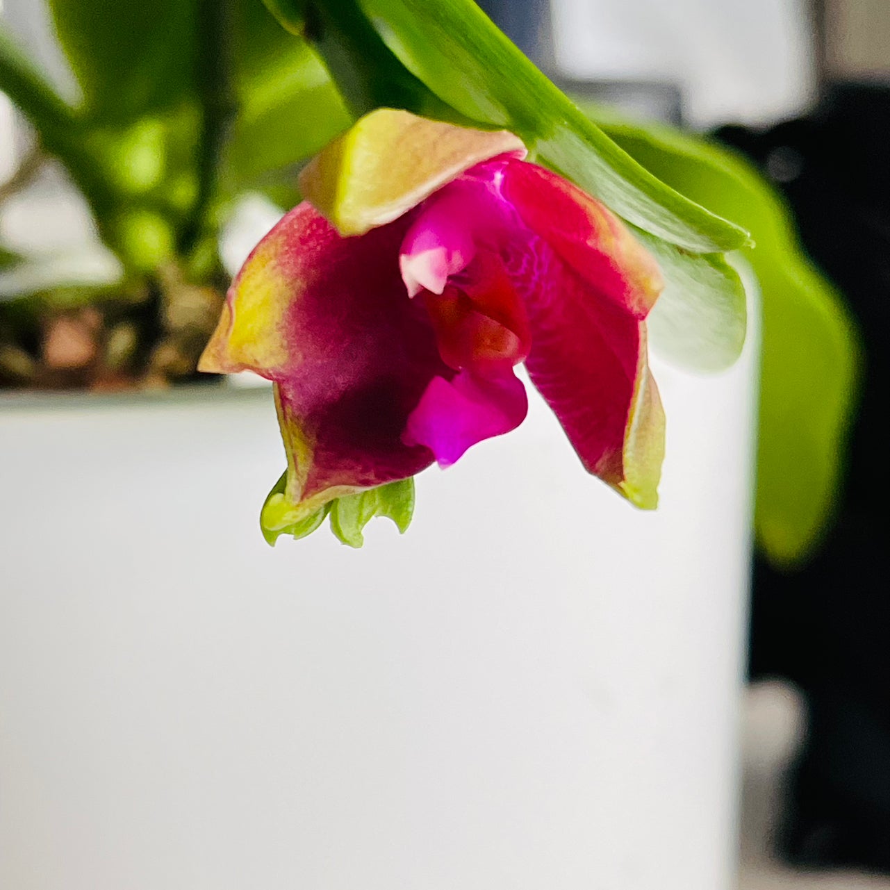 @TidyCowpoison avatar