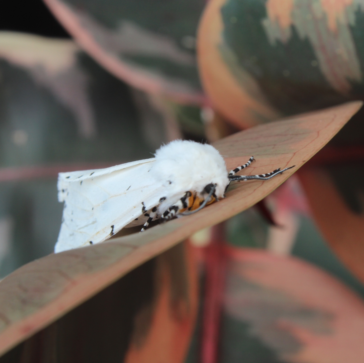 Avatar for @IdealLaceflower on Greg, the plant care app