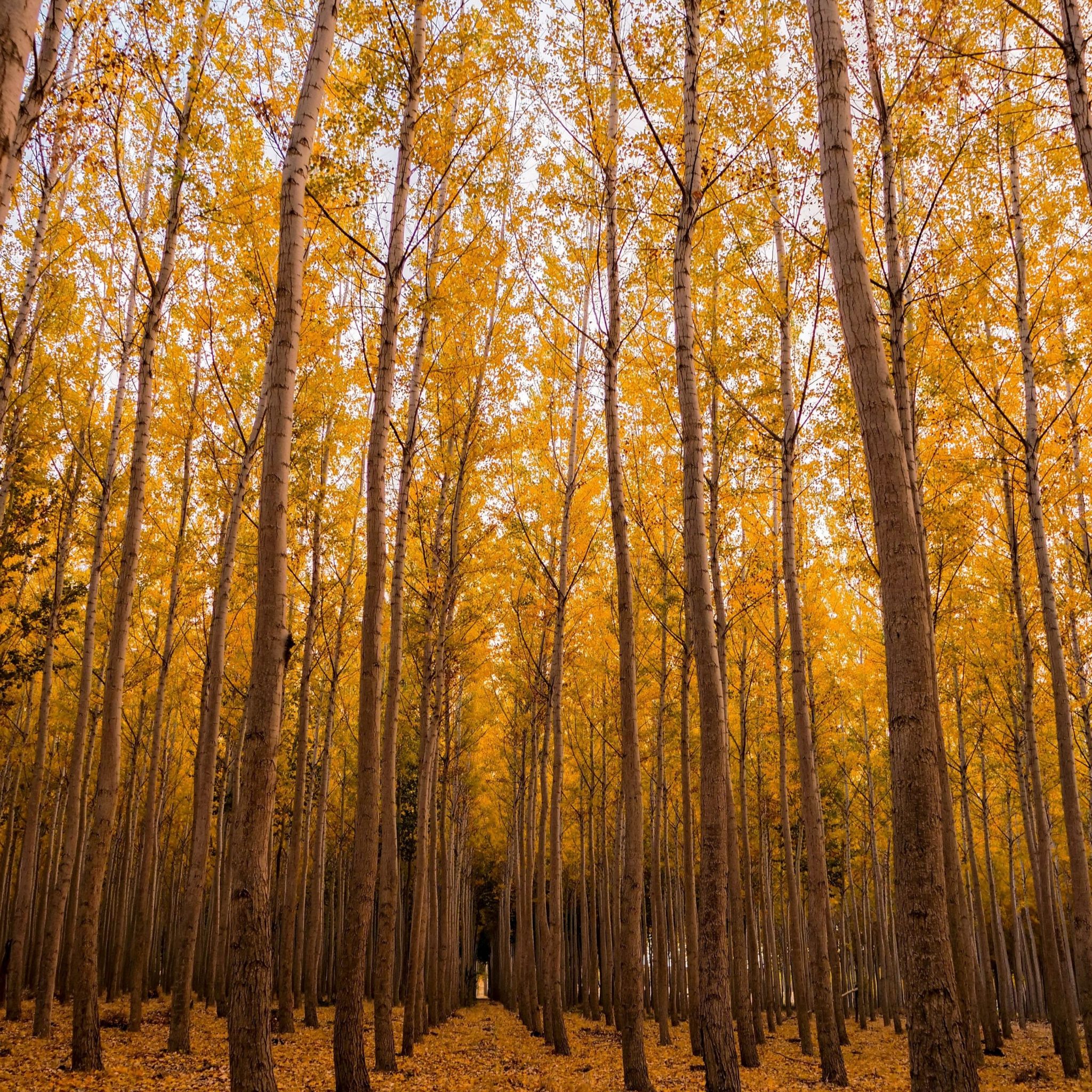 Avatar for @ElpasoCactus on Greg, the plant care app