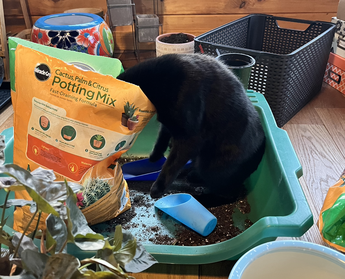 @GuruWhitevelvet avatar