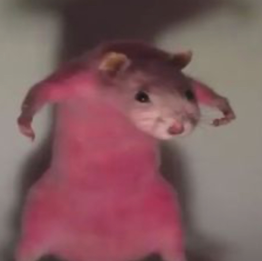 @LegitBearcorn