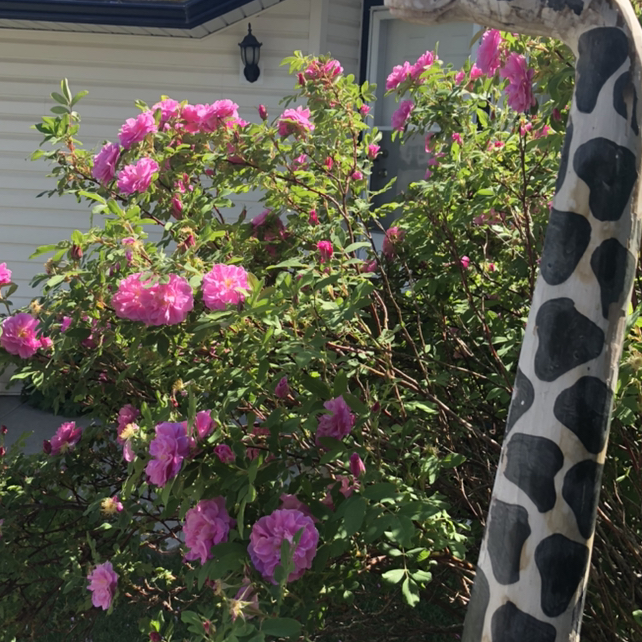 Avatar for @Rhosh2007 on Greg, the plant care app