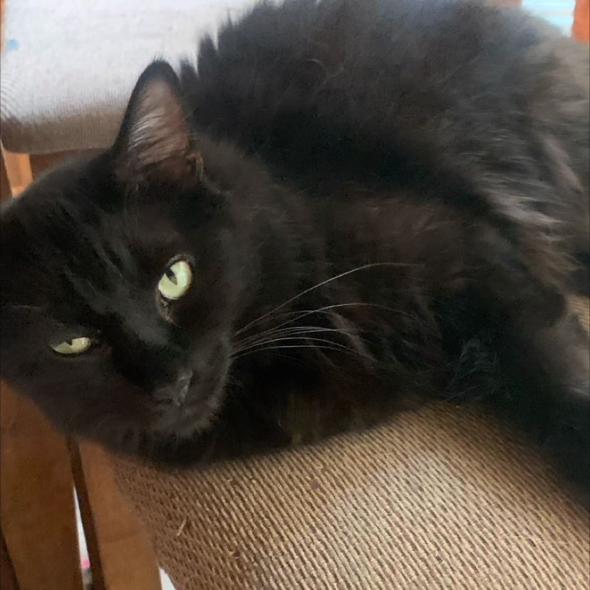 Avatar for @ProlificGinger on Greg, the plant care app