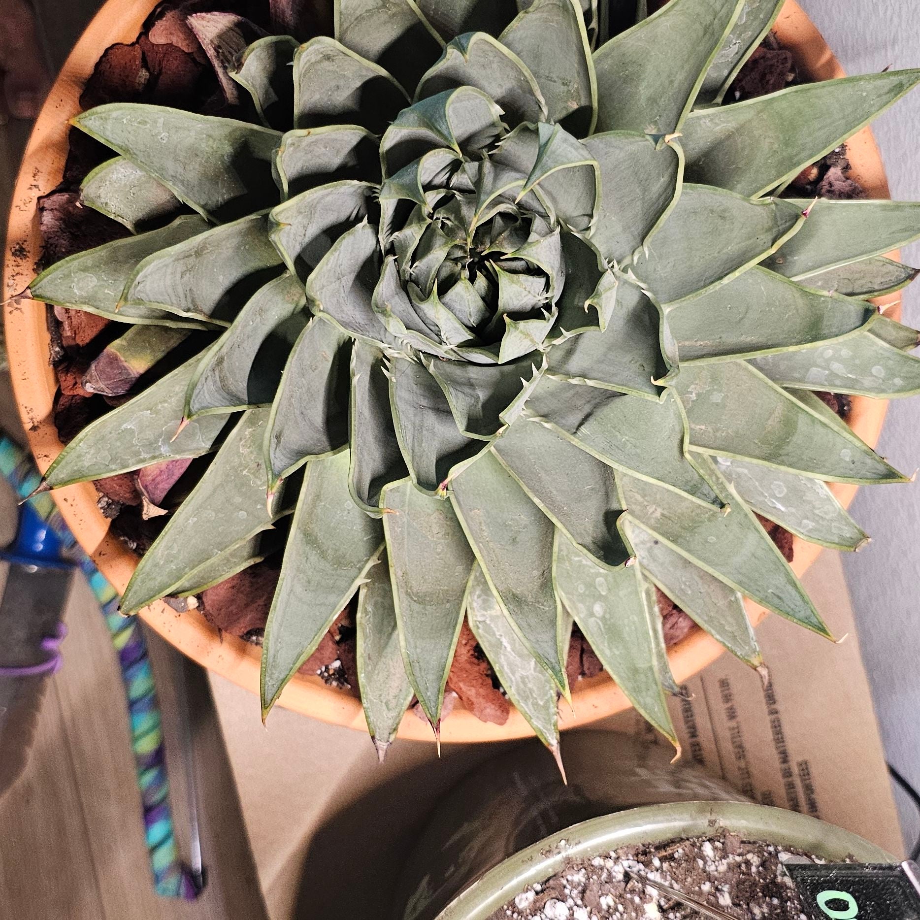 Avatar for @FunnySycamore on Greg, the plant care app