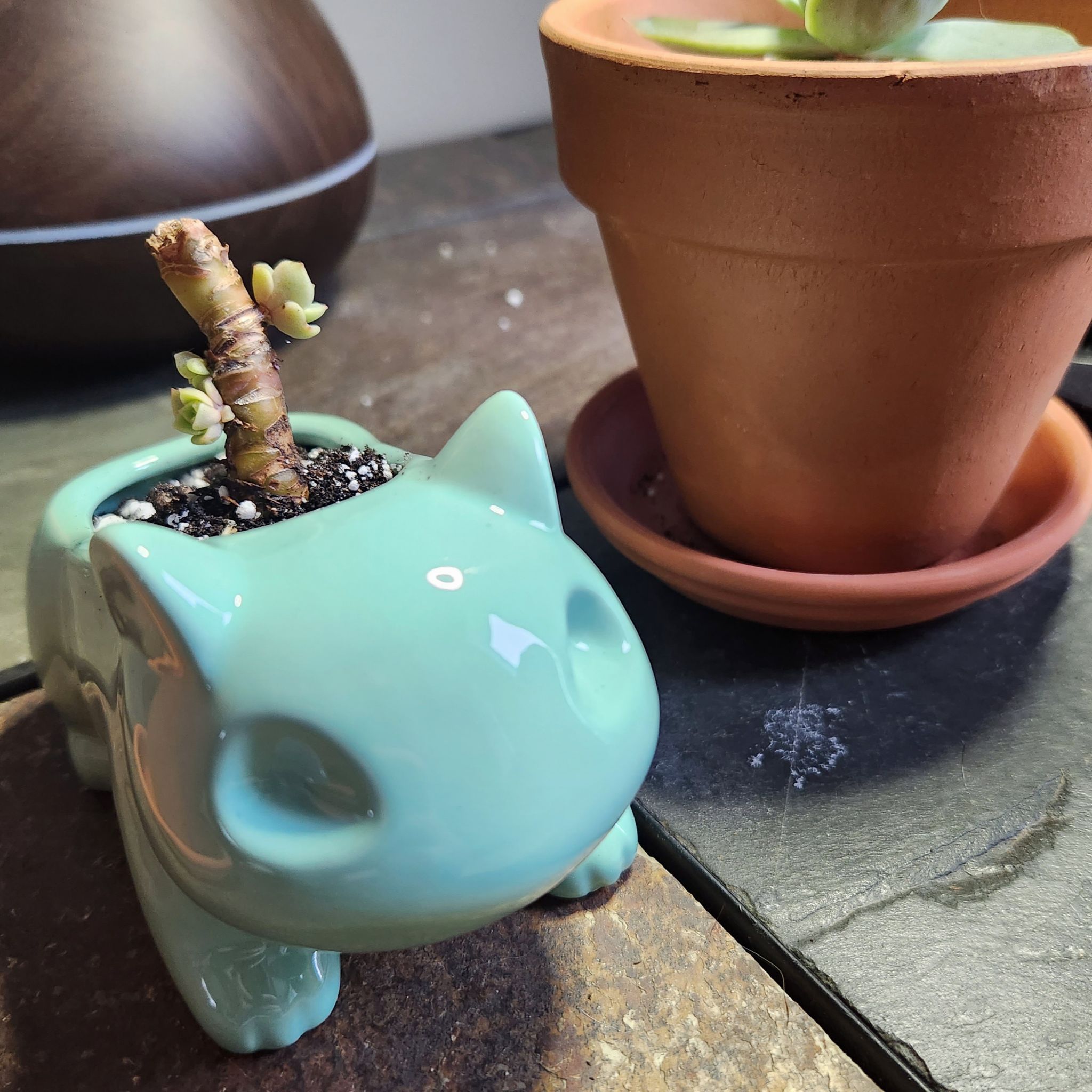 Avatar for @FullBlackrose on Greg, the plant care app