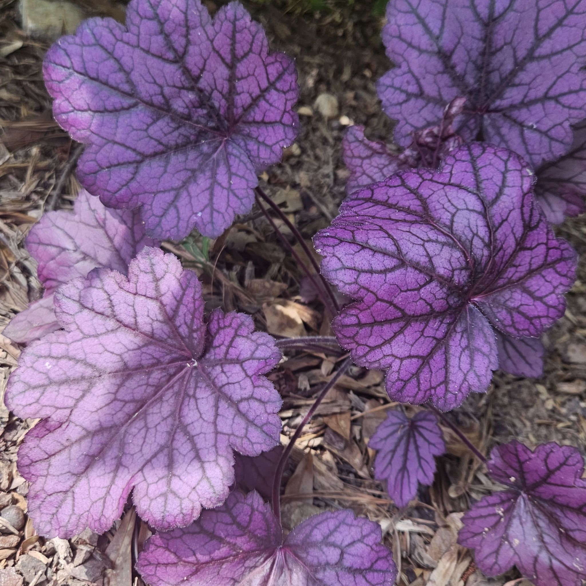 Avatar for @TiaLisa on Greg, the plant care app