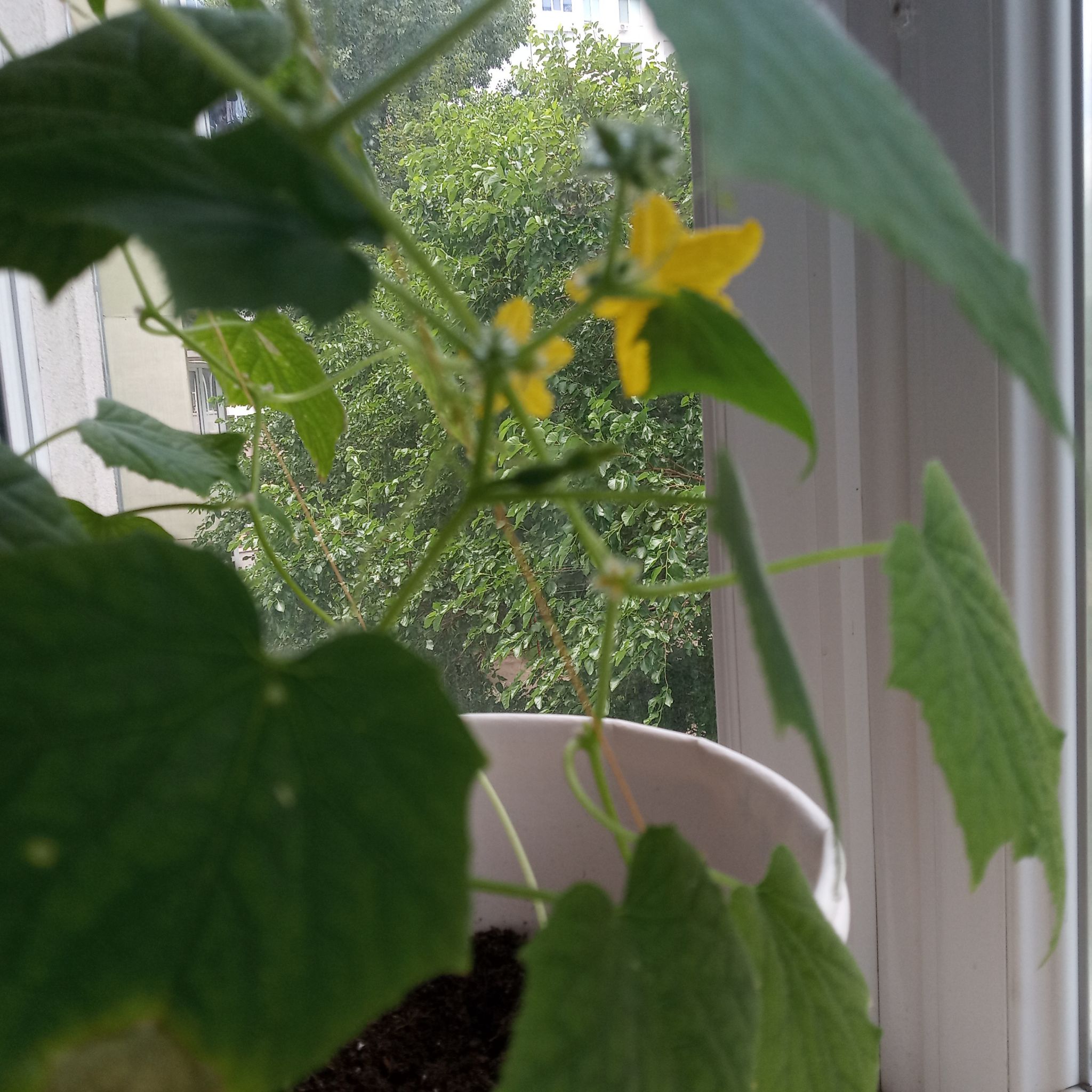 Close-up of vibrant plumeria blooms, highlighting the goal of many gardeners who ask about fertilizers.