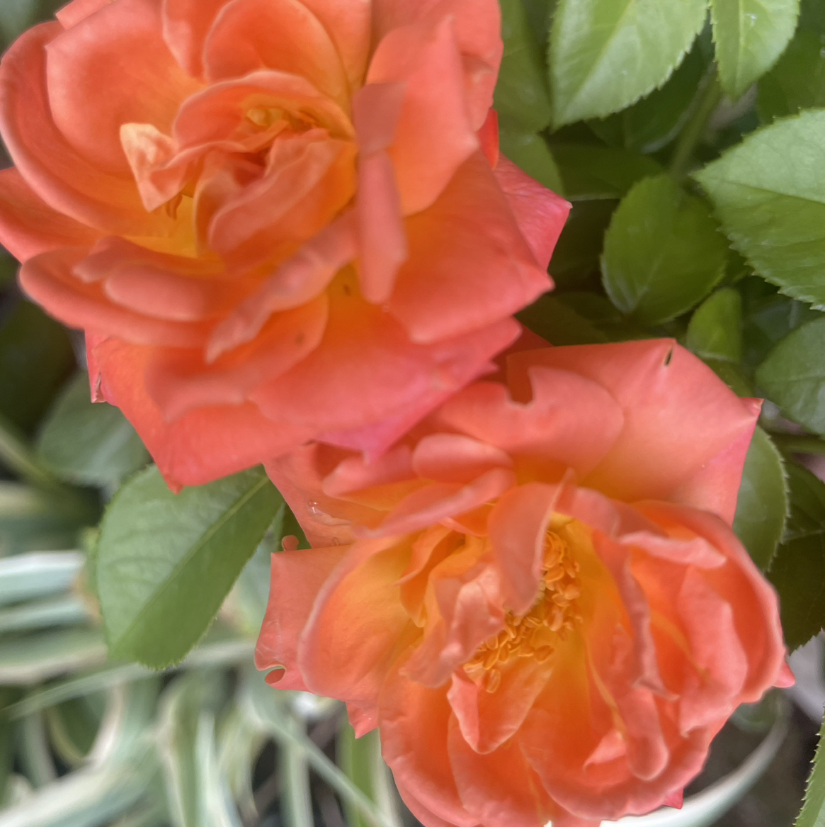 Avatar for @ShowyAglaonema on Greg, the plant care app