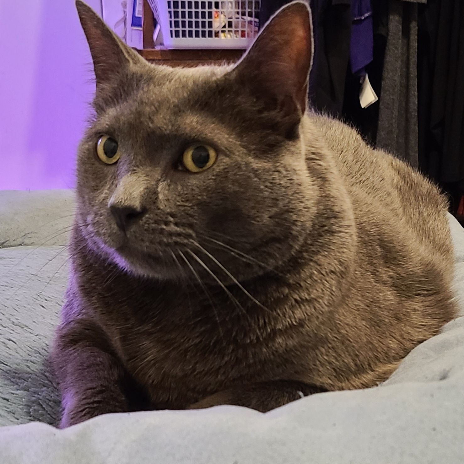 Avatar for @kurumayu on Greg, the plant care app