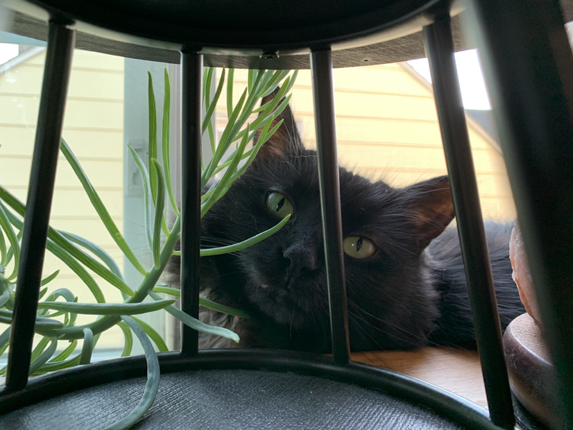 Avatar for @AmberLaPlante on Greg, the plant care app