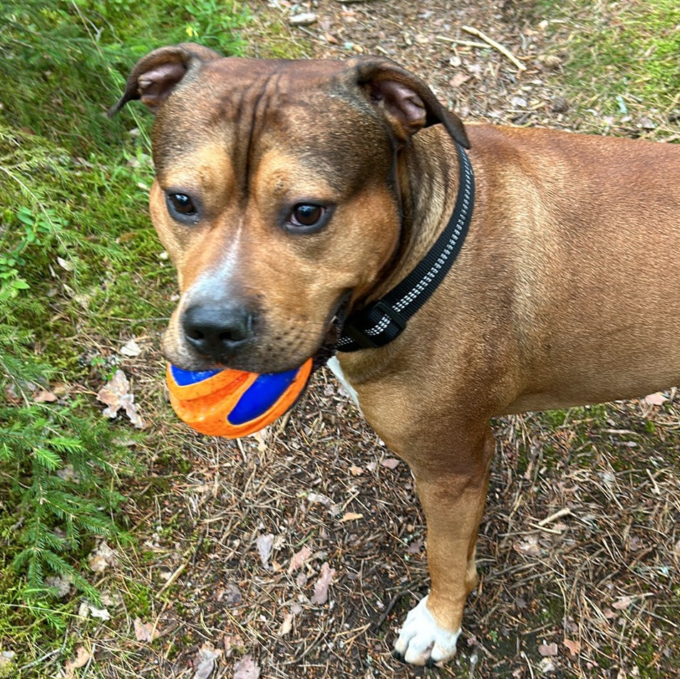 @FancyStarbearer avatar