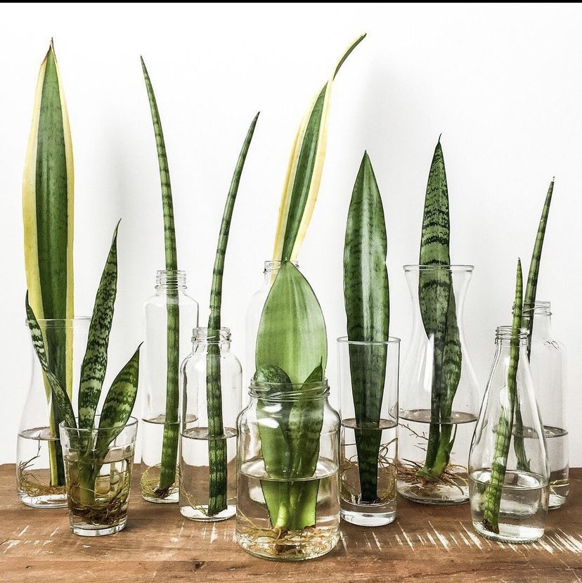 Avatar for @Coffeedayswhiskeynights on Greg, the plant care app