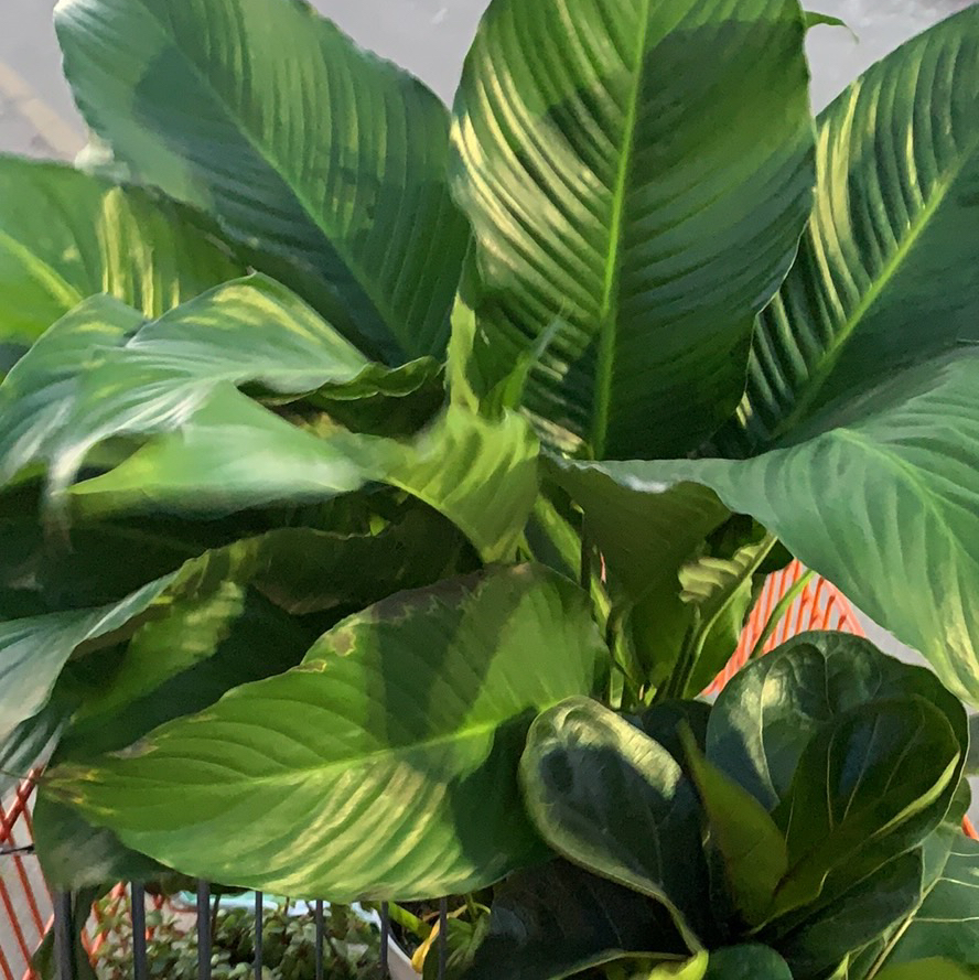 Avatar for @Wallflowerr on Greg, the plant care app