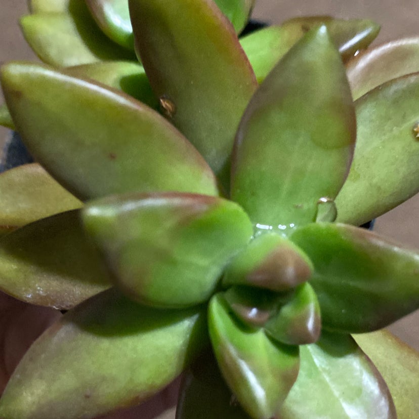 @Succulentmom3 avatar