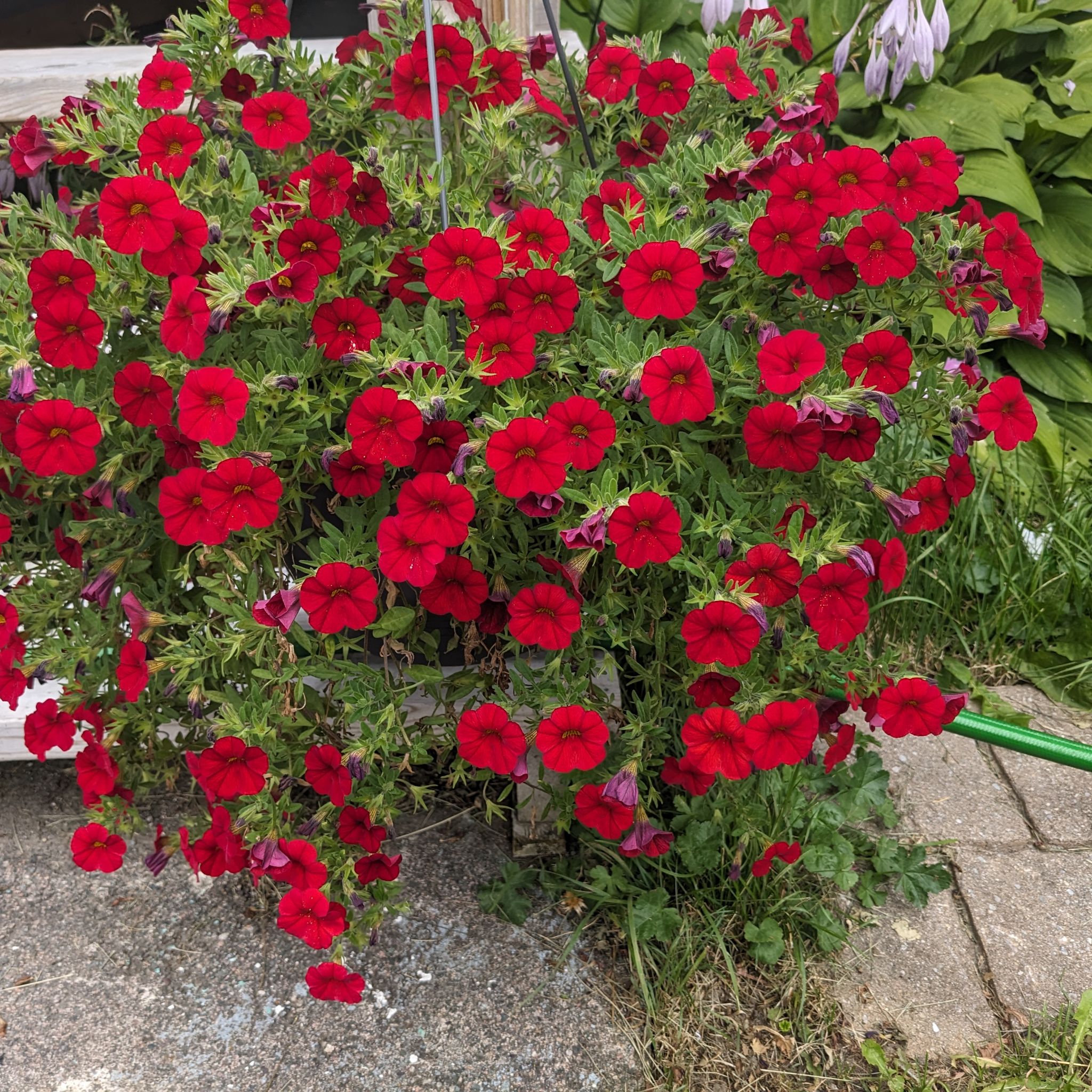 @EmergingBonsai avatar