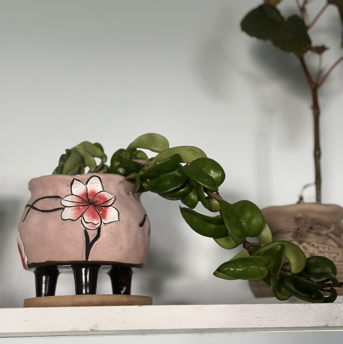 Avatar for @MessyNessy on Greg, the plant care app