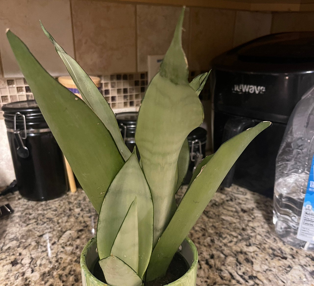 @Plantsandpeace avatar