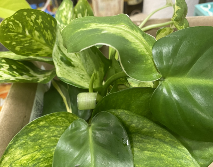 @MelissaAnn1981 avatar