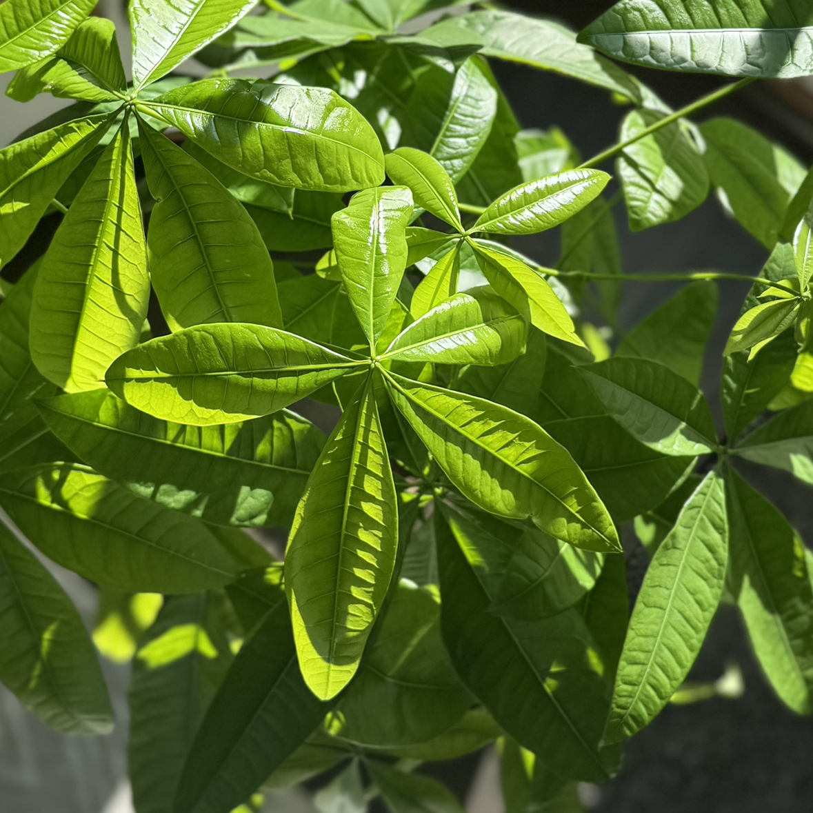 @Monsteramash avatar