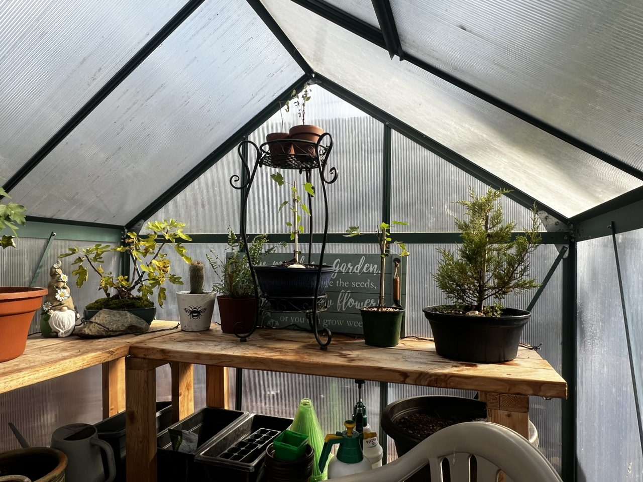 Avatar for @Bonsai617 on Greg, the plant care app