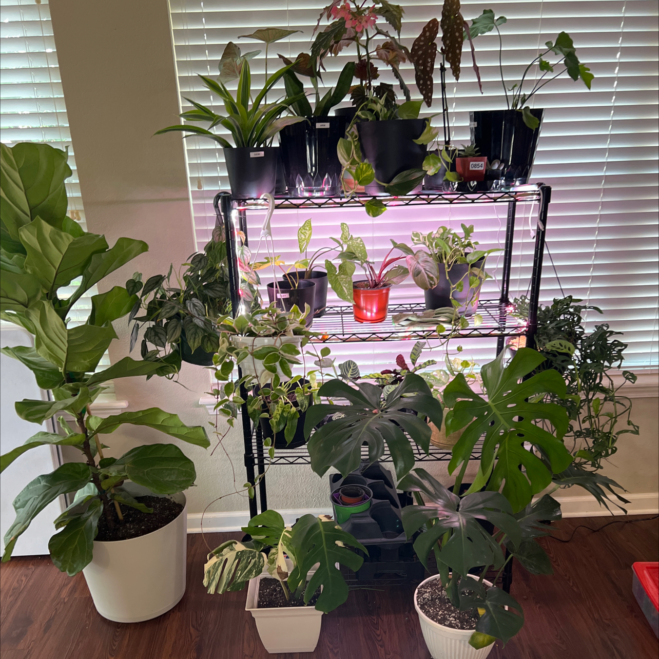 Avatar for @Rennfromthefort on Greg, the plant care app