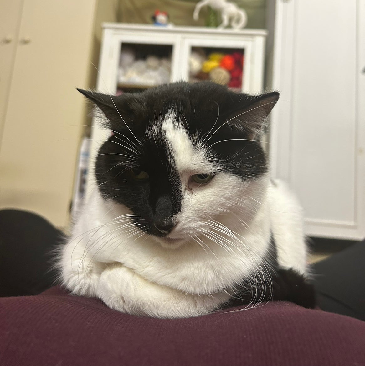 @LeadChincactus avatar