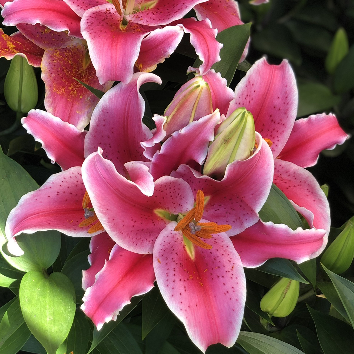 Avatar for @laneysgarden on Greg, the plant care app