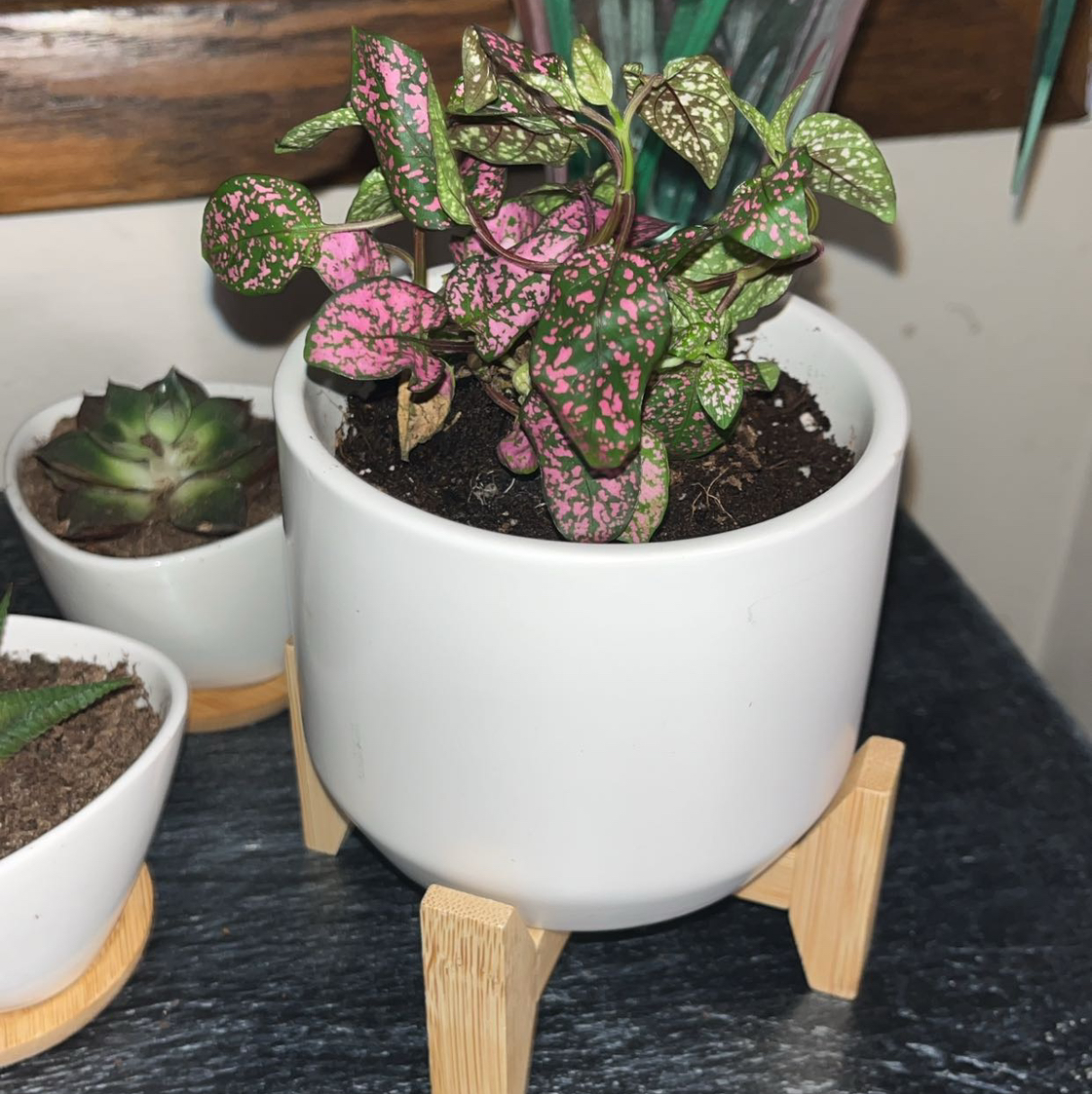 @plantmommy4697