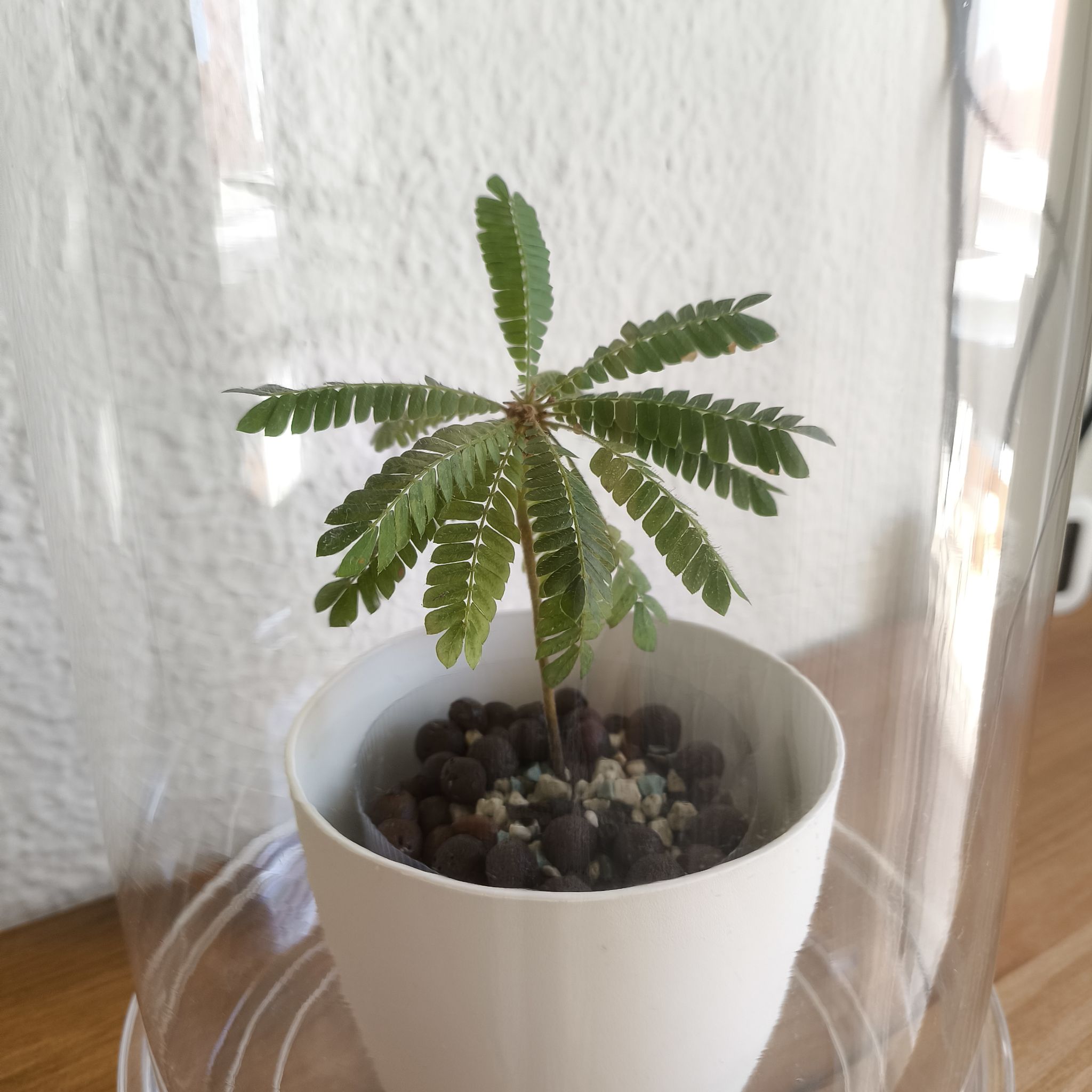 Avatar for @LuPalmeirinha on Greg, the plant care app