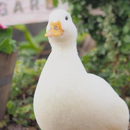 Avatar for @jk on Greg, the plant care app