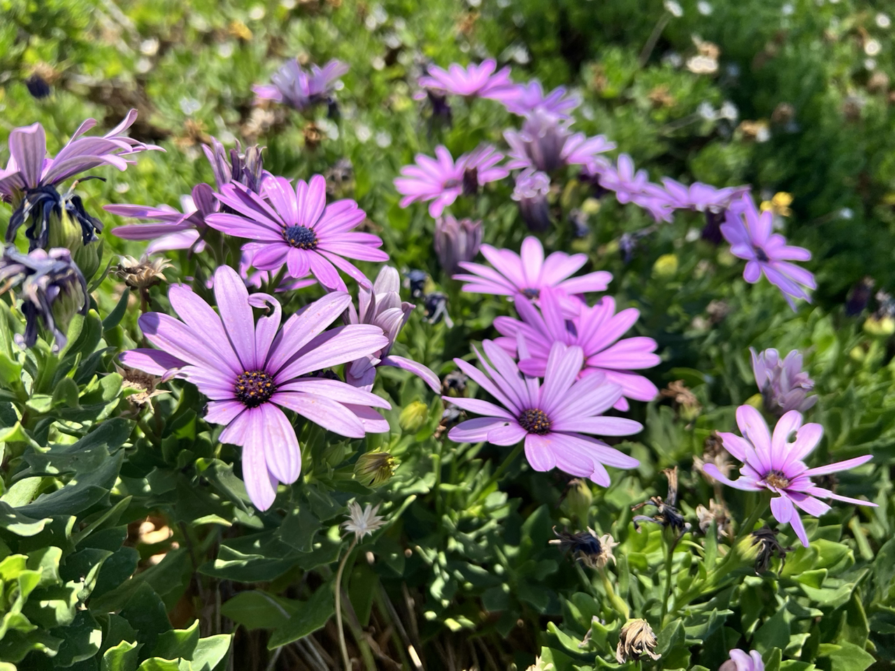 Avatar for @AvocadoSunF on Greg, the plant care app