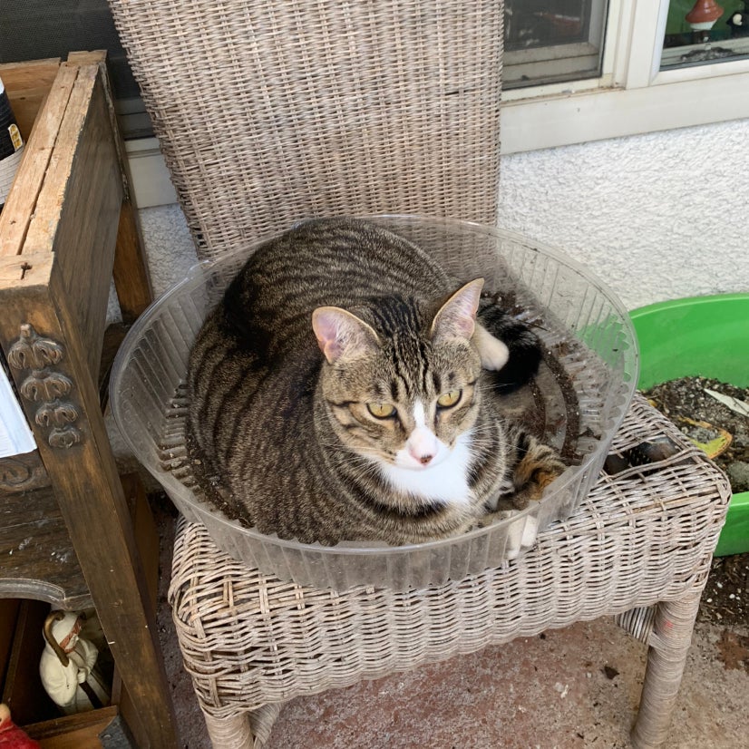 Avatar for @GoldenLakesedge on Greg, the plant care app