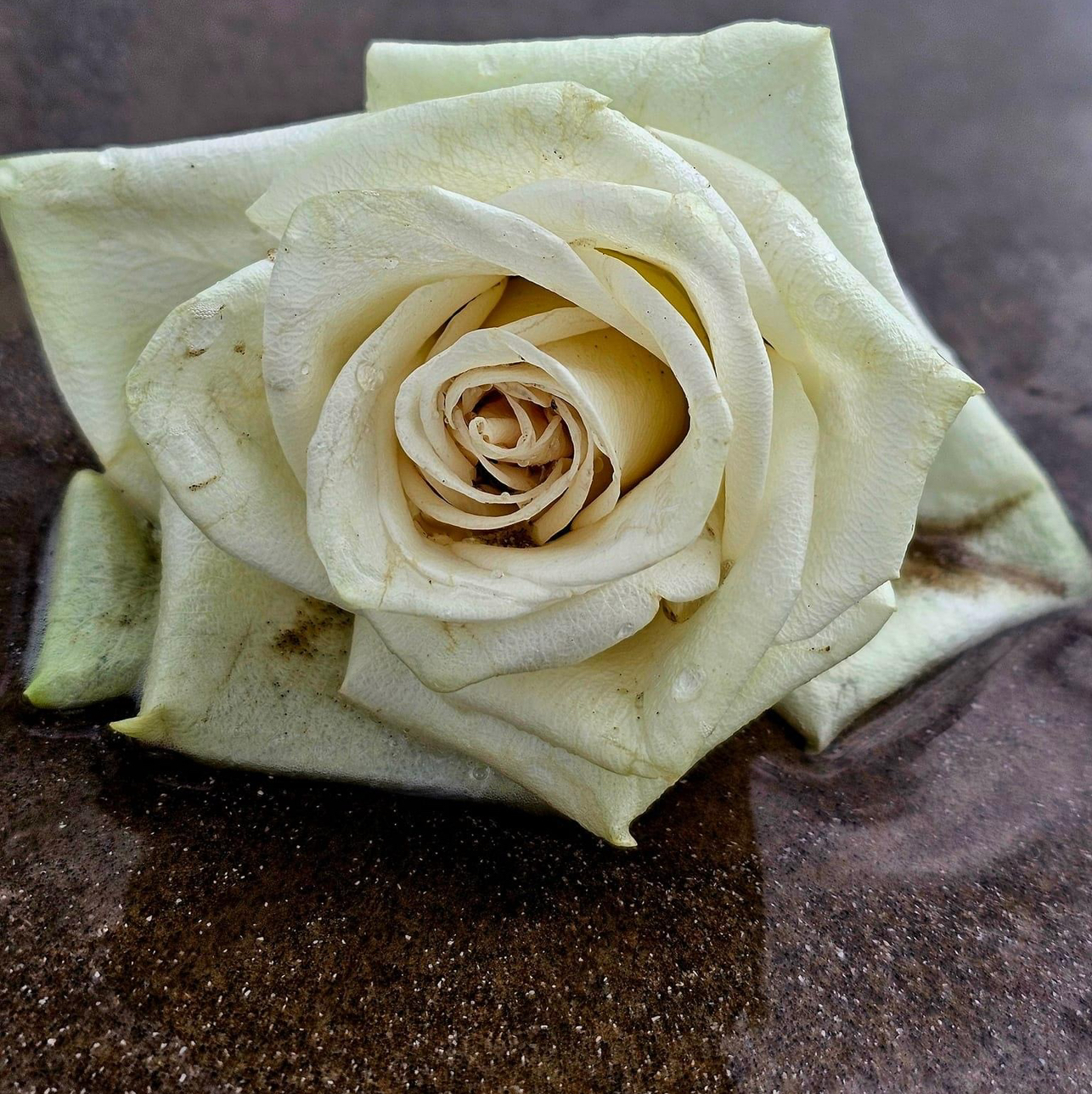 Avatar for @WelsomeCucumber on Greg, the plant care app