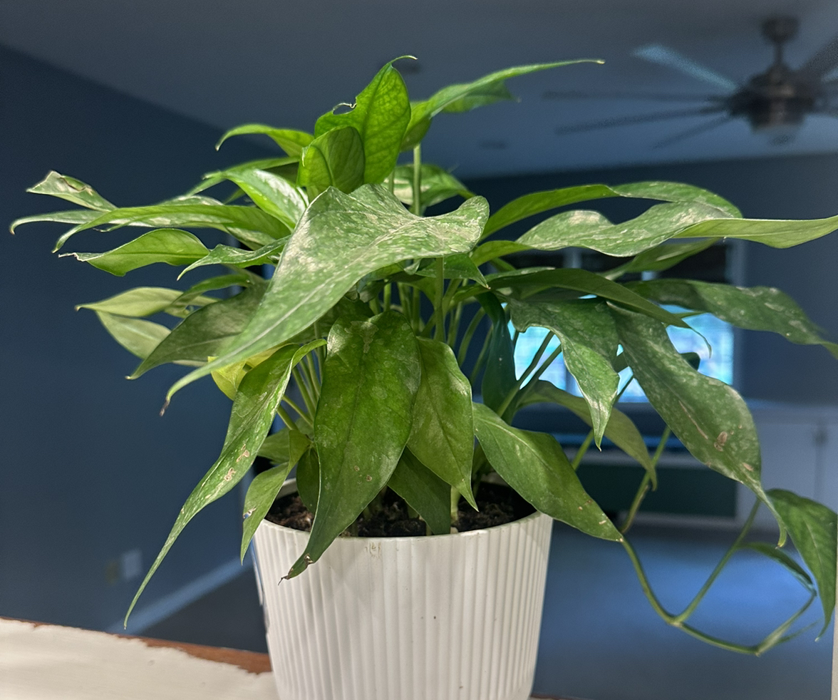 Avatar for @Andheiser on Greg, the plant care app