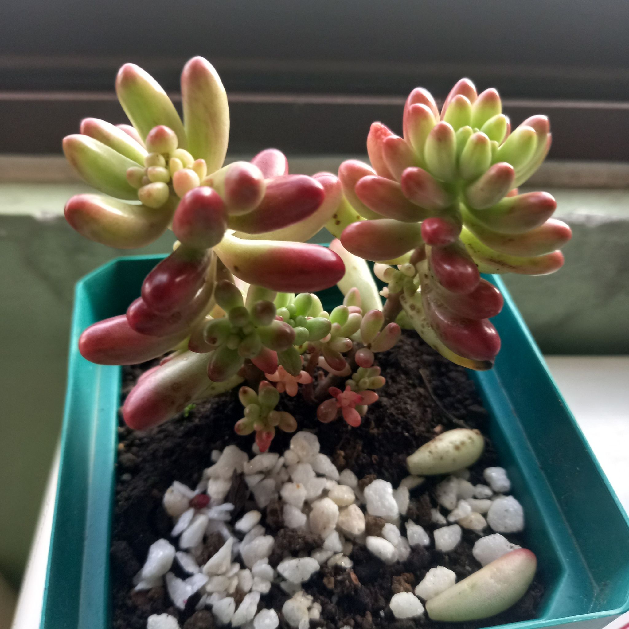 @SucculentHeaven avatar