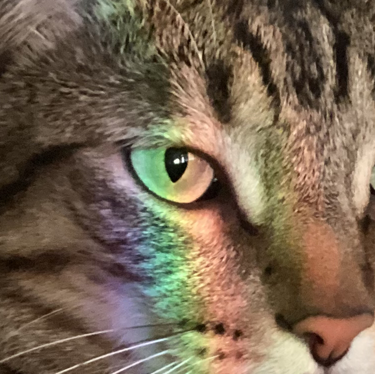 Avatar for @FlashyMangotree on Greg, the plant care app