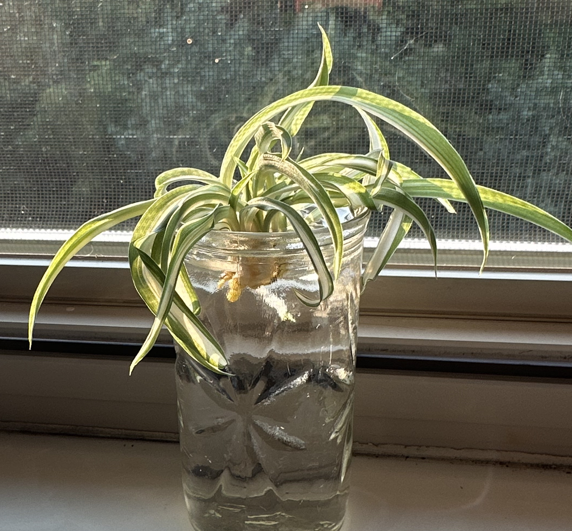 Avatar for @Bowerbird3 on Greg, the plant care app