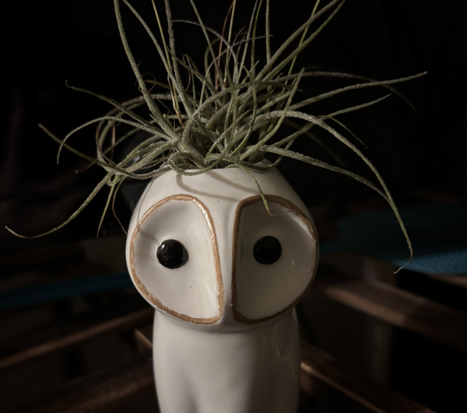 Avatar for @DapperWoodvetch on Greg, the plant care app