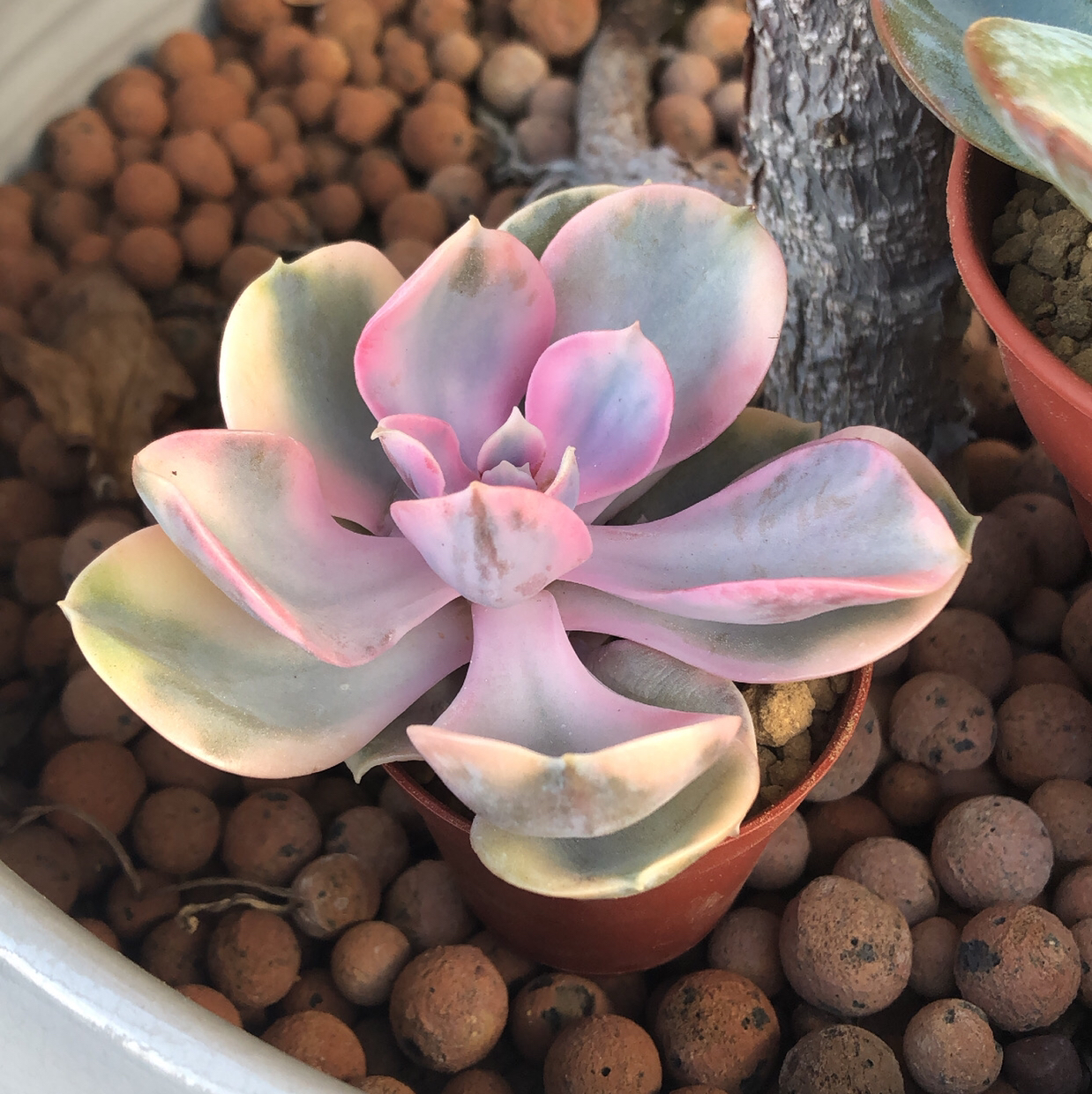 Avatar for @annabelle_kerrii on Greg, the plant care app